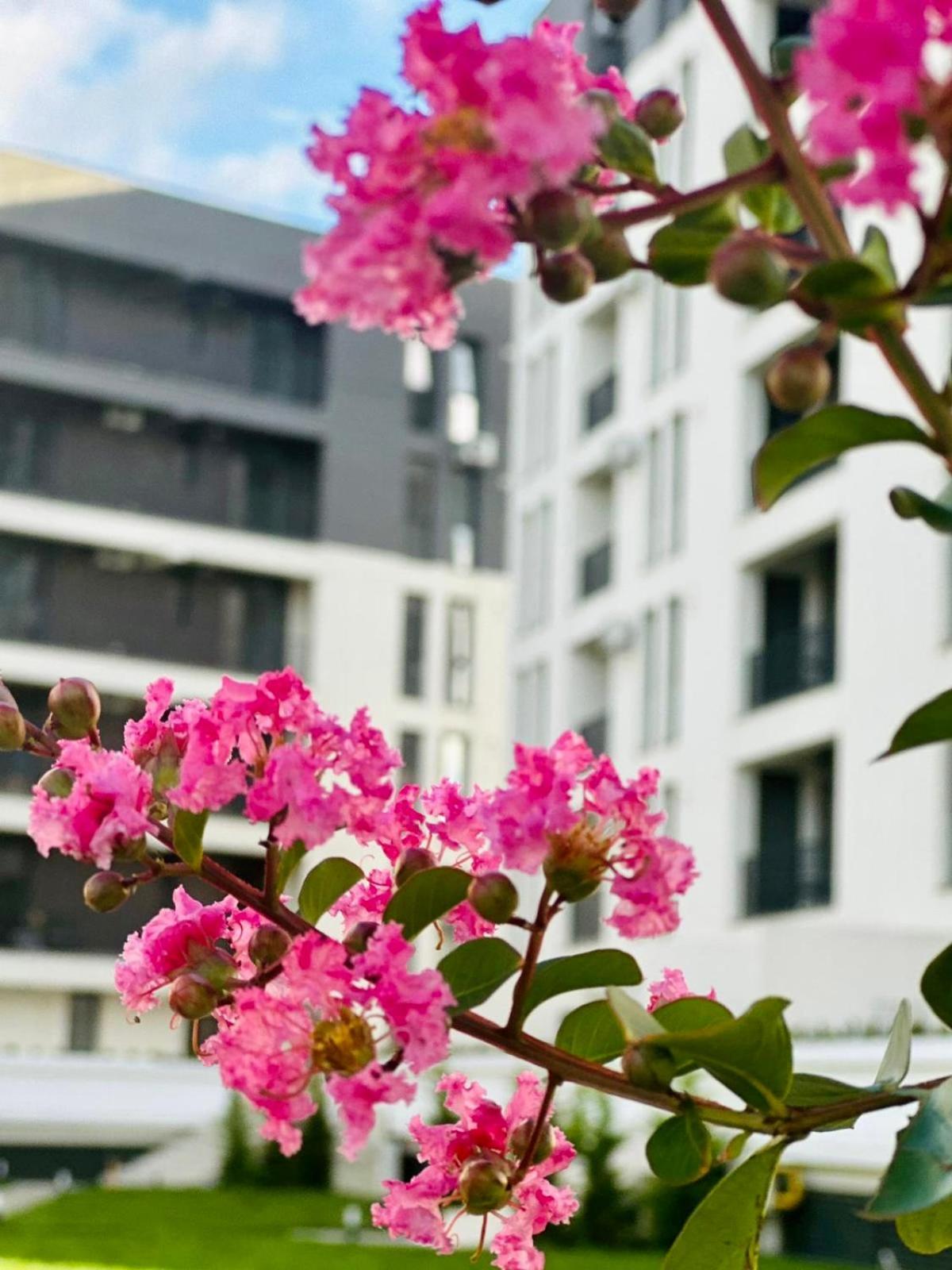 Modern Apartment In Timisoara Ngoại thất bức ảnh